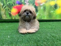 Lhasa Apso Adolescent Puppy for sale